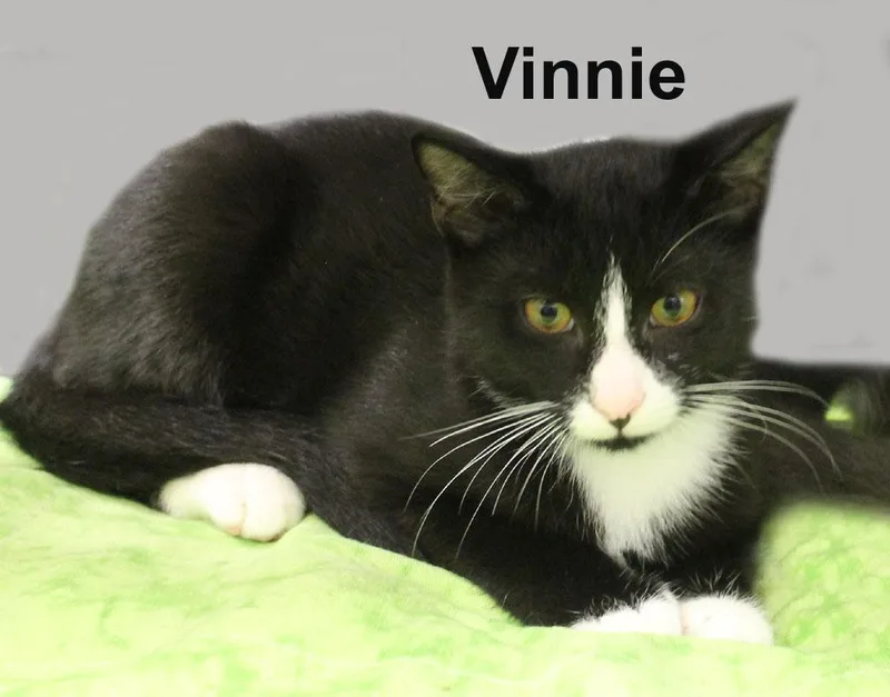 A baby medium-sized male Black & White / Tuxedo Domestic Short Hair cat named Vinnie Fuhr. for adoption in Stowe, PA