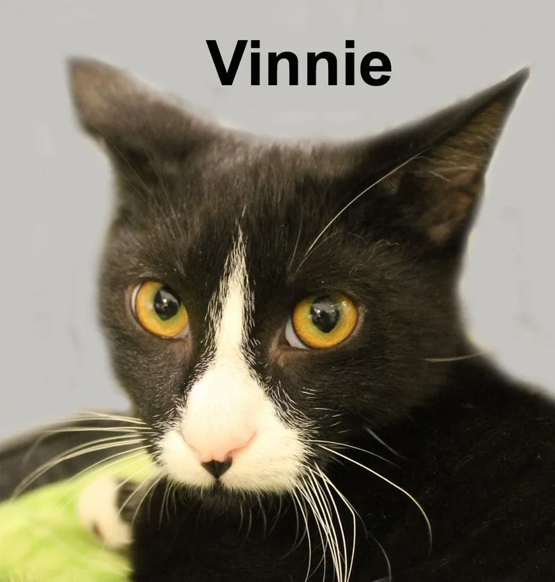 Vinnie Fuhr. thumbnail 2
