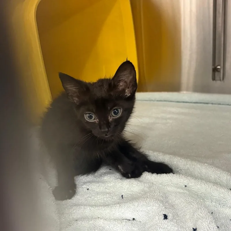 A baby small-sized female Black Domestic Short Hair cat named Sabrina for adoption in Manhattan, KS