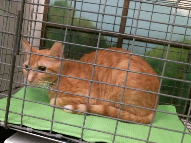 A young medium-sized female Domestic Short Hair cat named Maisy for adoption in Houston, TX