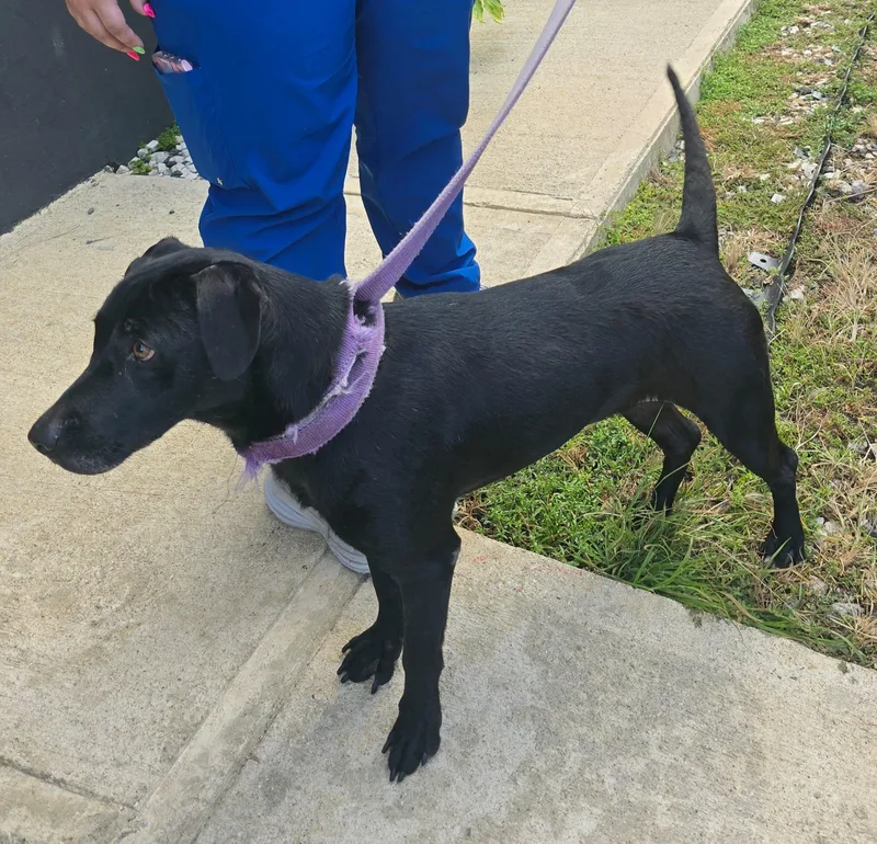 An adult medium-sized female Black Labrador Retriever dog named Molly for adoption in Ardara, PA