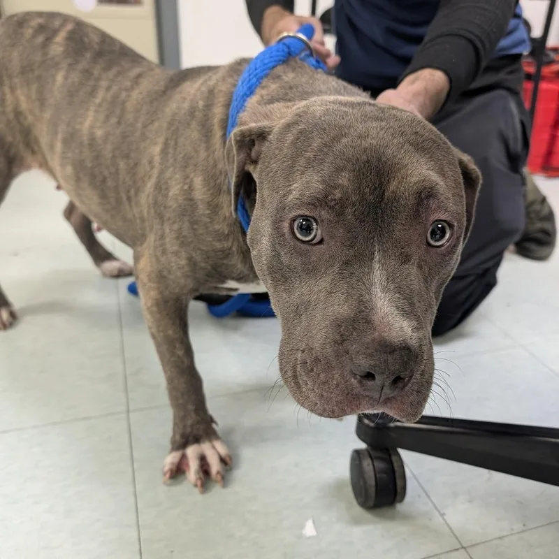 An adult medium-sized female Brindle Mixed Breed dog named Casca for adoption in Philadelphia, PA