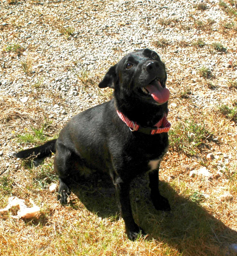 An adult medium-sized male Black Labrador Retriever dog named Barker for adoption in Holly Springs, MS
