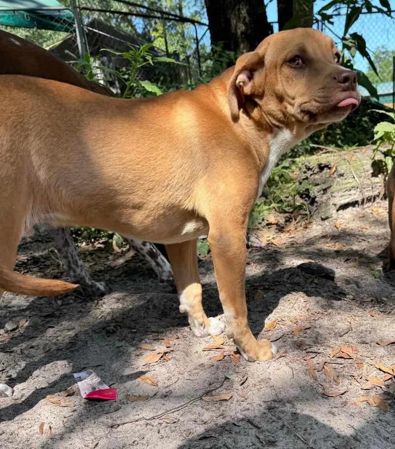 Buster Brown thumbnail 2