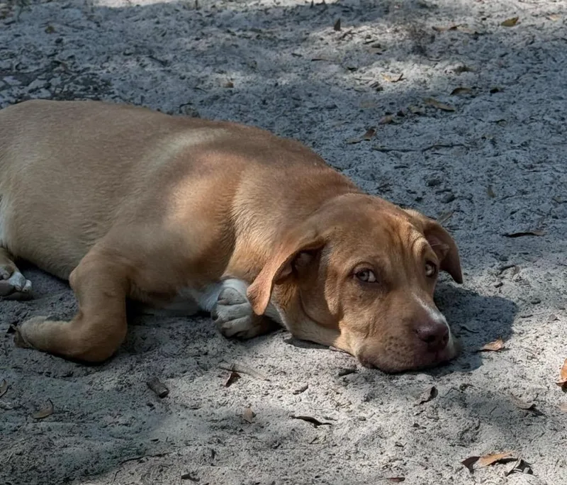 Buster Brown thumbnail 3