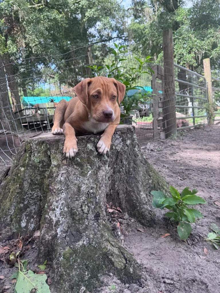 Buster Brown thumbnail 6