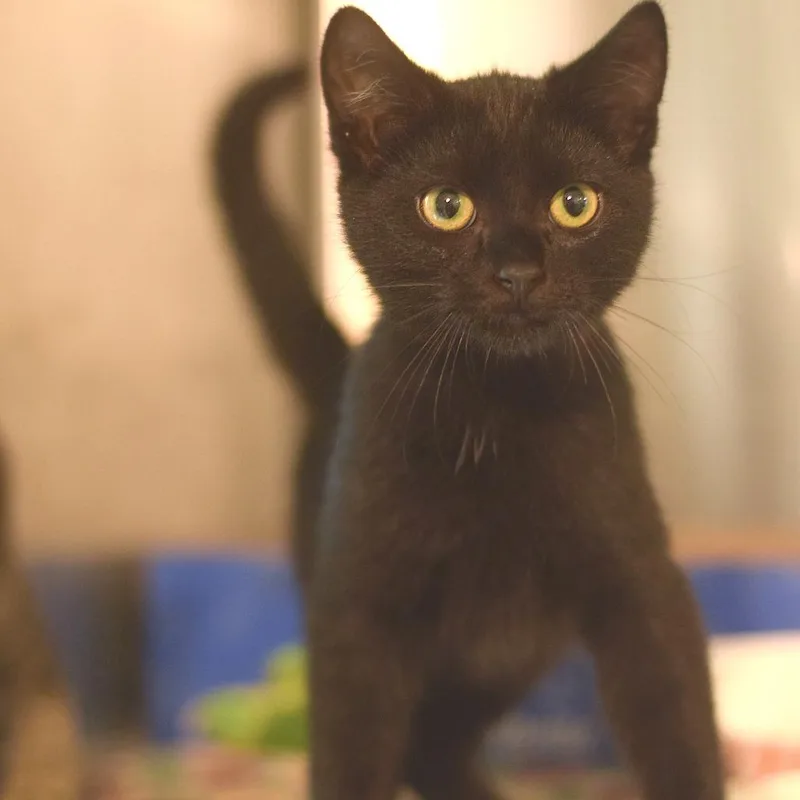 A baby small-sized male Black Domestic Short Hair cat named Mac Seal for adoption in Belleville, IL