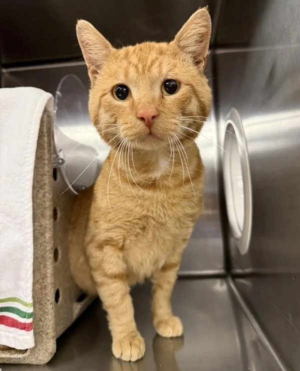 An adult medium-sized male Domestic Medium Hair cat named Melvin for adoption in Troutdale, OR