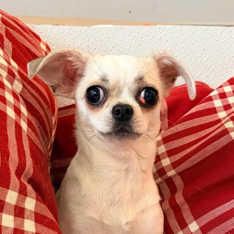 An adult small-sized female White / Cream Chihuahua dog named Regina for adoption in Belleville, IL