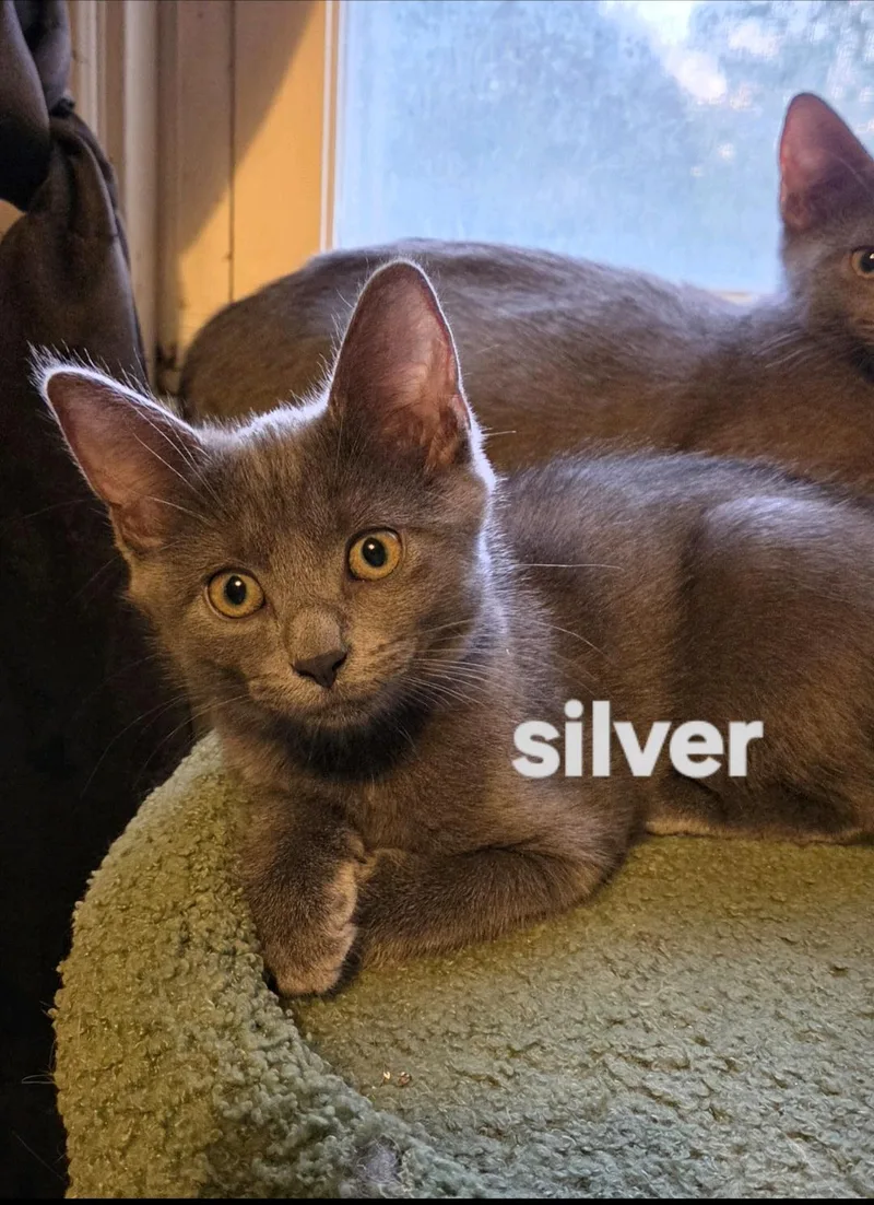 Silver thumbnail 3