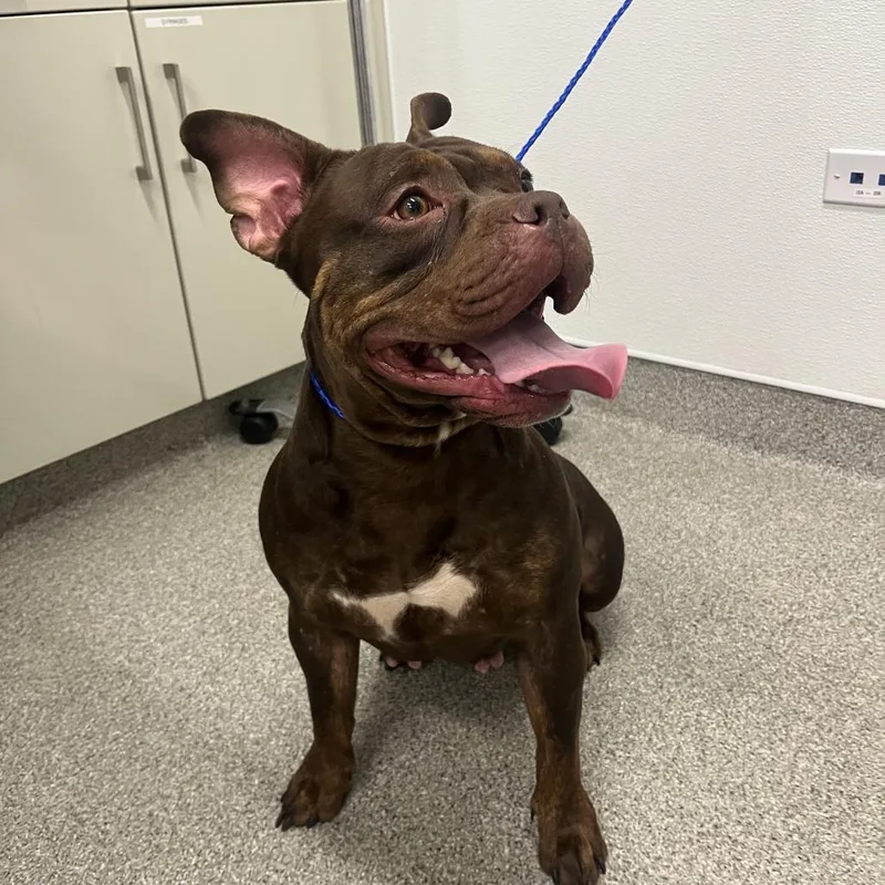 An adult medium-sized female Brown / Chocolate Pit Bull Terrier dog named Oceana for adoption in Matteson, IL