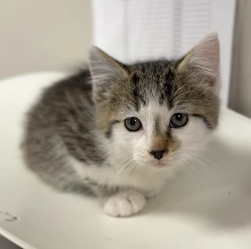 A baby small-sized female Black & White / Tuxedo Domestic Short Hair cat named Oregano for adoption in Bemidji, MN