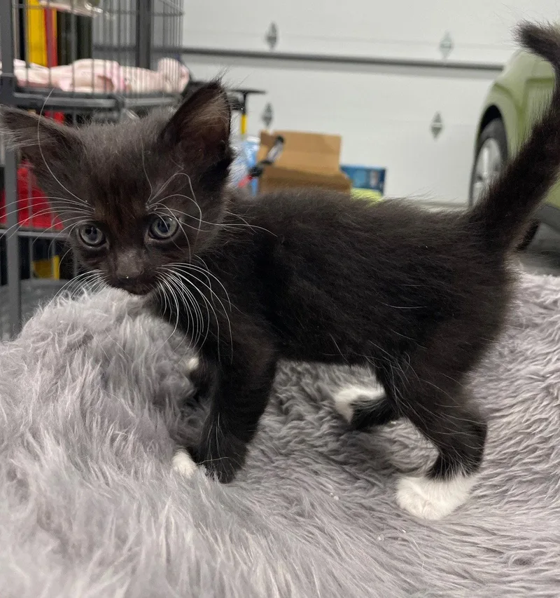 A baby medium-sized female Black & White / Tuxedo Domestic Short Hair cat named Leafwing for adoption in Island Lake, IL
