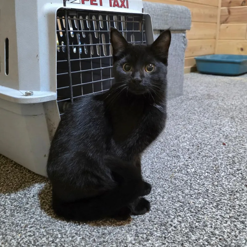 A baby small-sized female Black Domestic Short Hair cat named Salem C for adoption in Princeton, MN