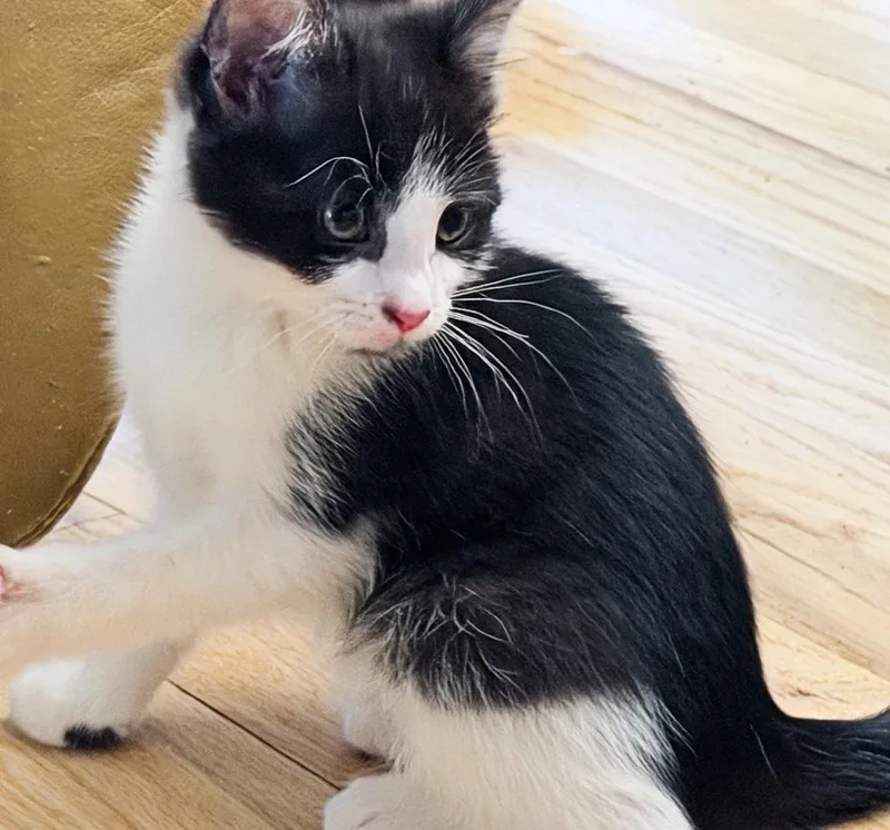 A baby small-sized male Black & White / Tuxedo Domestic Short Hair cat named Charming for adoption in Silver Spring, MD