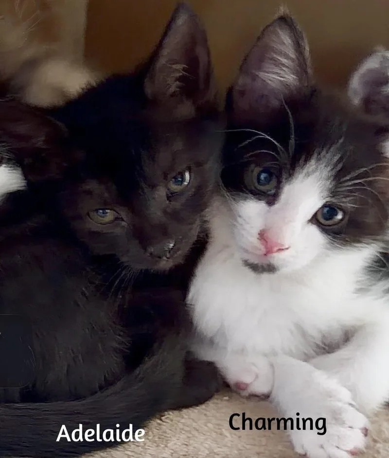 Charming thumbnail 2