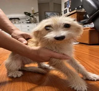 A baby small-sized female Maltese dog named Canela for adoption in Tifton, GA