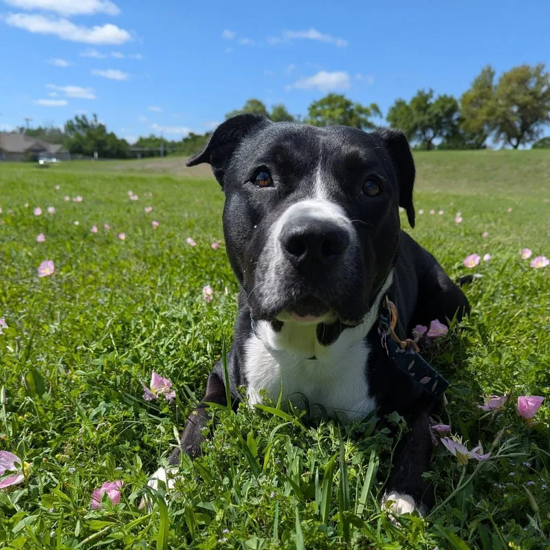 An adult large-sized male Shepherd dog named Brisket for adoption in Austin, TX