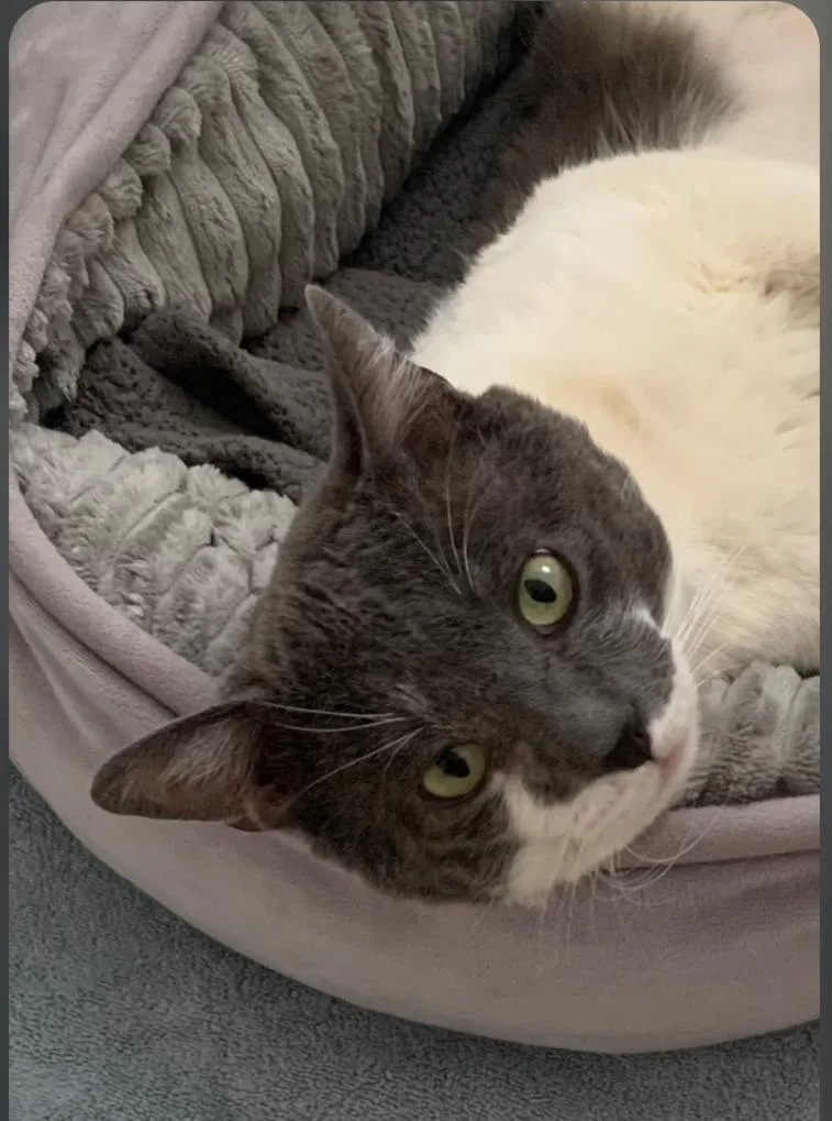 An adult large-sized male Domestic Short Hair cat named Pappa Smokey for adoption in San Pedro, CA