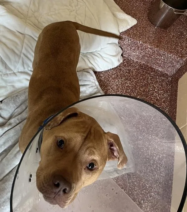 An adult large-sized female Catahoula Leopard Dog dog named Daisy for adoption in Stratham, NH