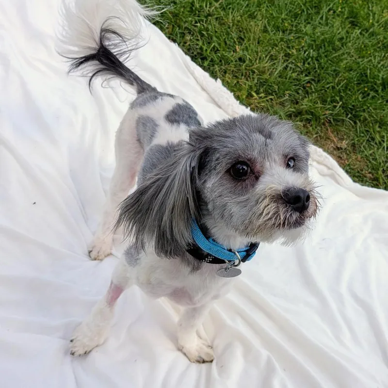 An adult small-sized male Black Shih Tzu dog named Einstein Milo for adoption in Houston, TX