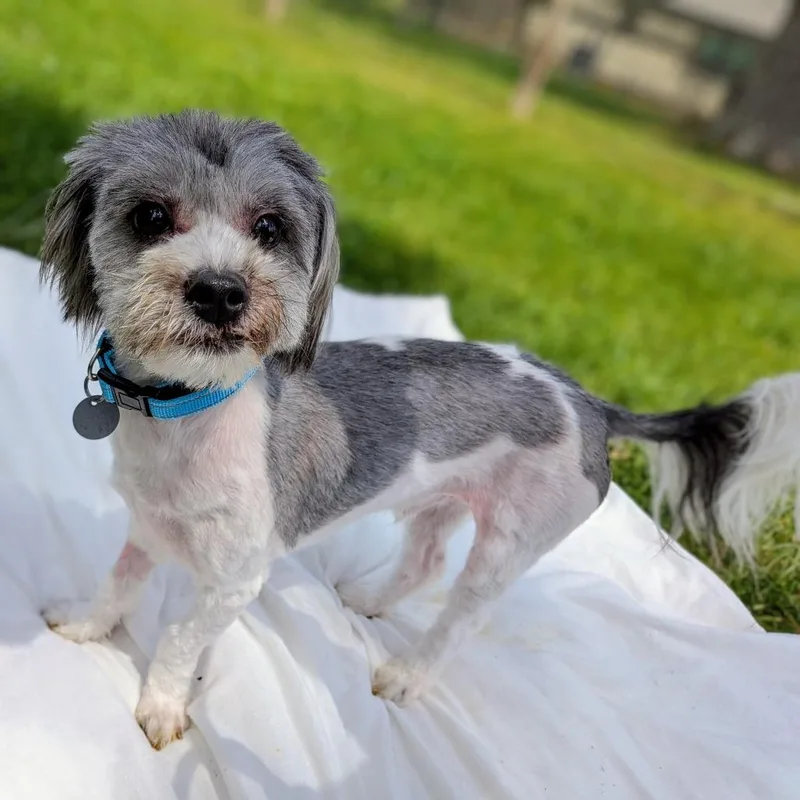 Einstein Milo thumbnail 2