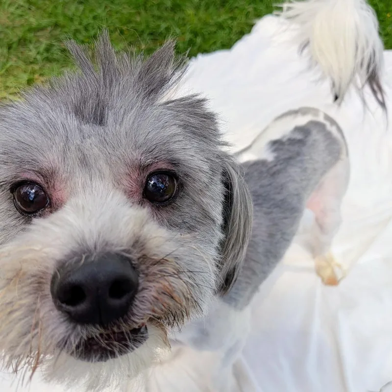 Einstein Milo thumbnail 3