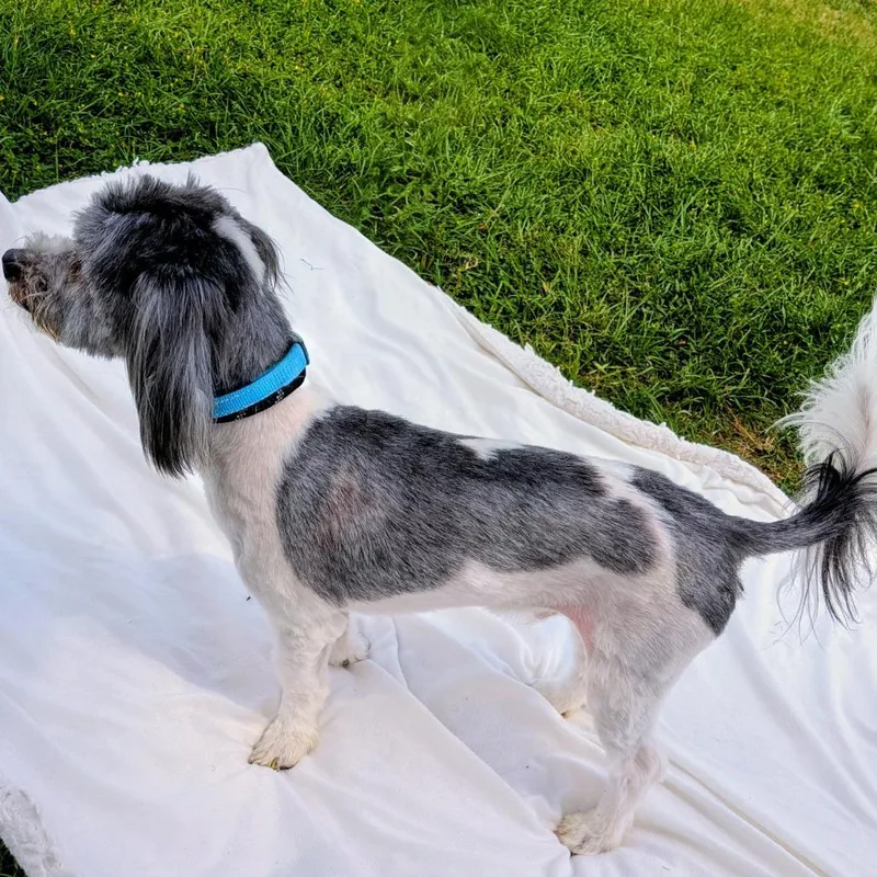 Einstein Milo thumbnail 4