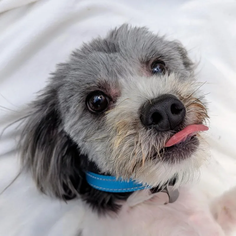 Einstein Milo thumbnail 5