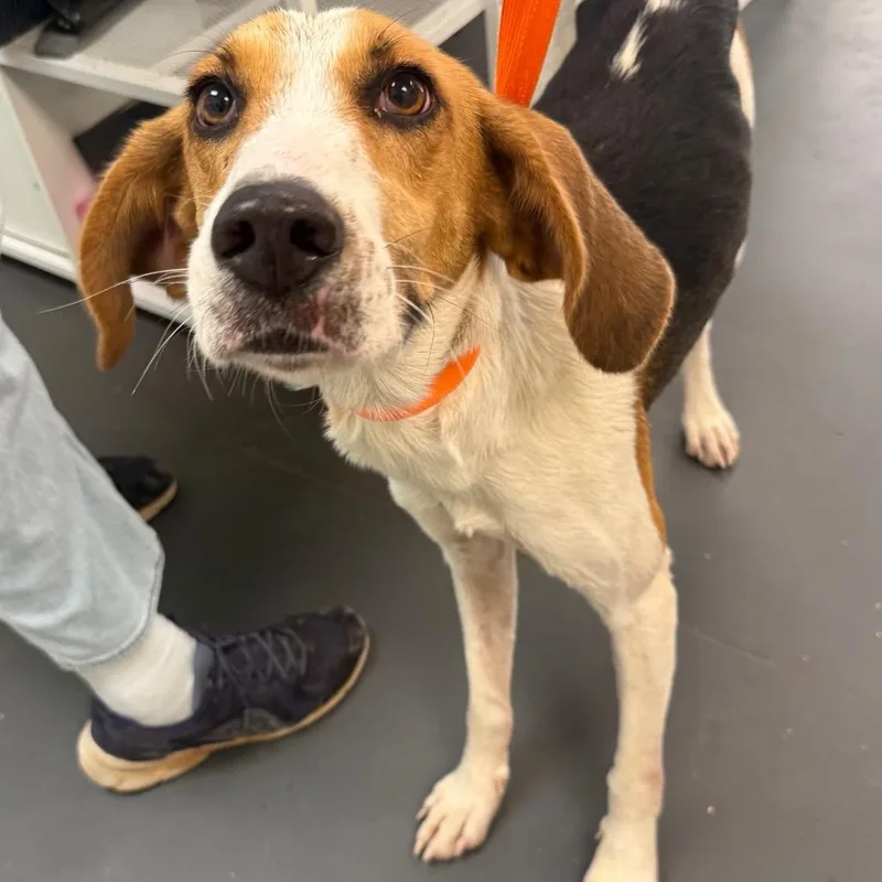An adult medium-sized male White / Cream Hound dog named Skunk for adoption in Troy, VA