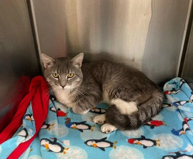 An adult medium-sized male Domestic Short Hair cat named Simon  Gray & for adoption in Mitchell, SD