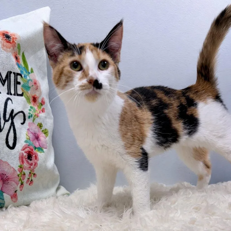 A young small-sized female Calico Domestic Short Hair cat named Dolly for adoption in Effingham, IL