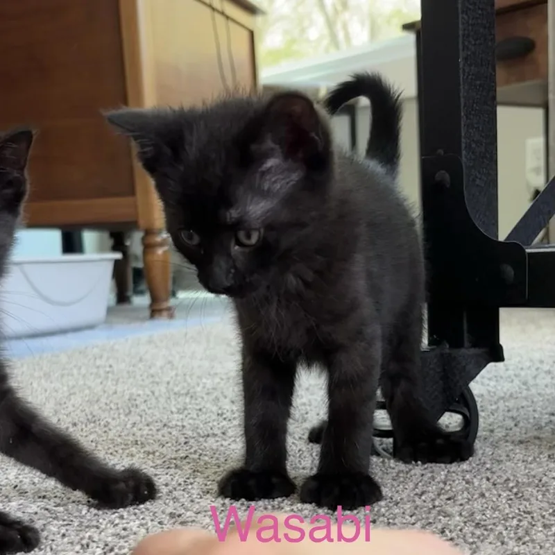 Wasabi thumbnail 3