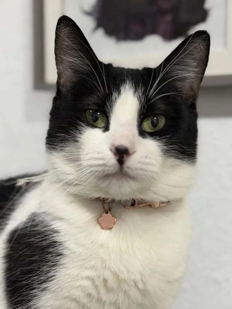 A young small-sized female Black American Shorthair cat named Blue Moon for adoption in Carlsbad, CA