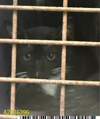 A baby medium-sized male Domestic Short Hair cat named Boo for adoption in West Palm Beach, FL