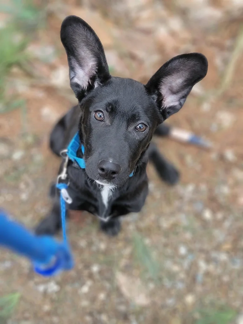 Angie [lab Mix Puppy]