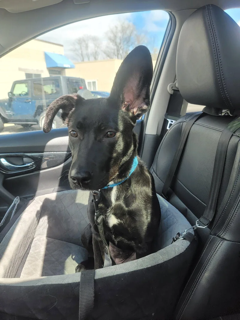 Angie [lab Mix Puppy] thumbnail 2