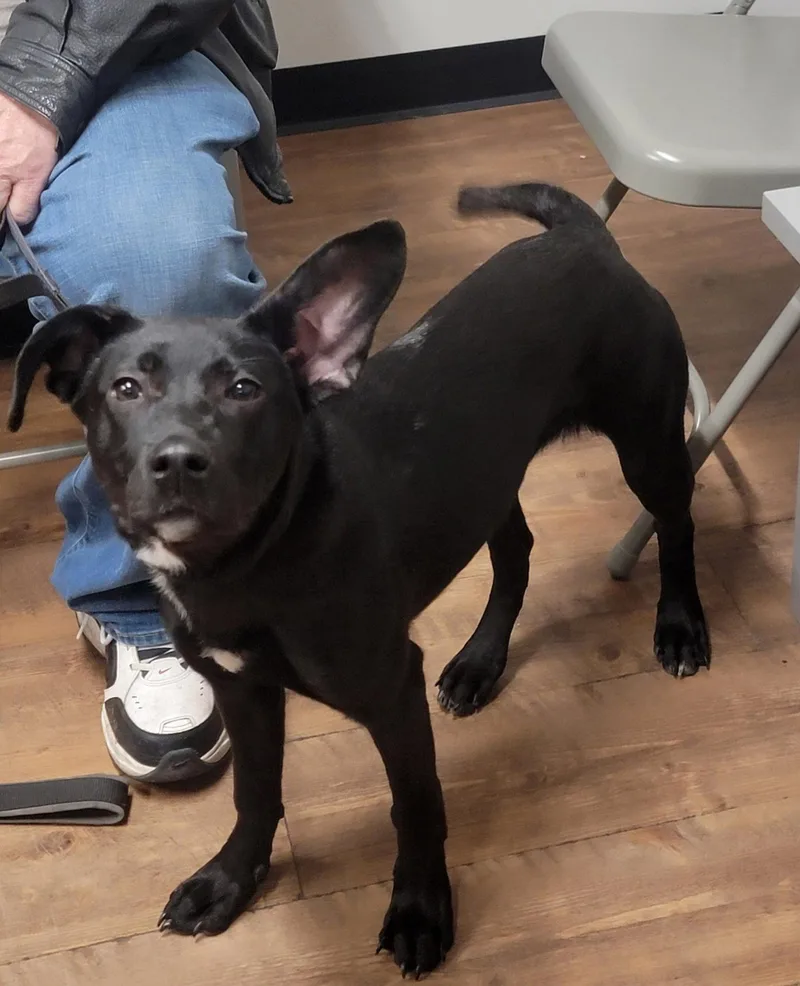 Angie [lab Mix Puppy] thumbnail 3
