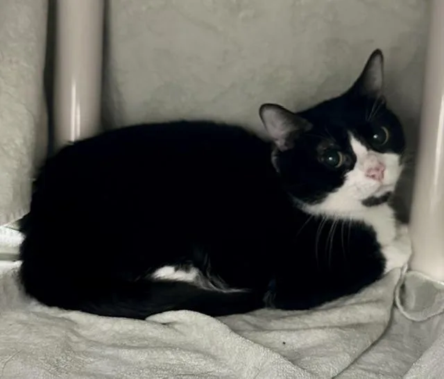 An adult medium-sized male Domestic Short Hair cat named Blue Ribbon for adoption in Derwood, MD