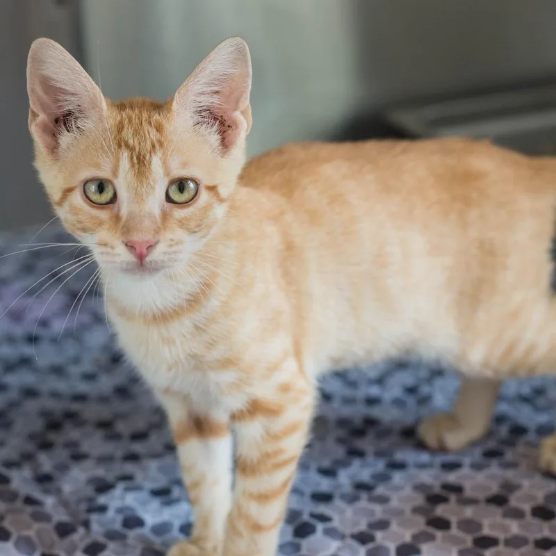 A young medium-sized male Orange / Red Domestic Short Hair cat named Ronaldo for adoption in Houston, TX