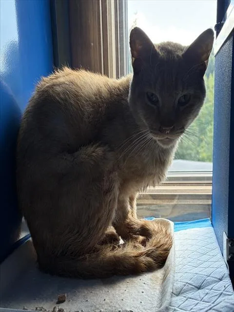 An adult large-sized male Domestic Short Hair cat named Colby for adoption in Westminster, MD