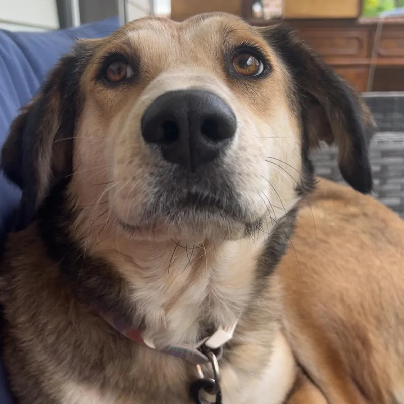 A young large-sized female Great Pyrenees dog named Mabel for adoption in Krum, TX