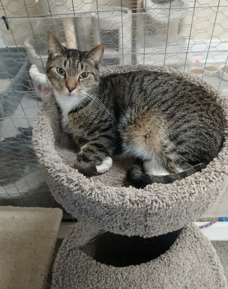 An adult medium-sized male Tabby (Gray / Blue / Silver) Domestic Short Hair cat named Boots for adoption in Walworth, WI