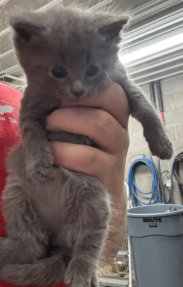 A baby small-sized female Domestic Medium Hair cat named Lucy for adoption in Campbellsville, KY