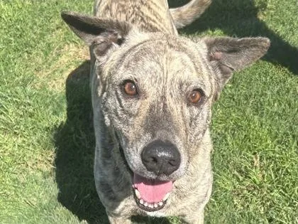 An adult large-sized male Brindle Mixed Breed dog named Ryder for adoption in Georgetown, TX