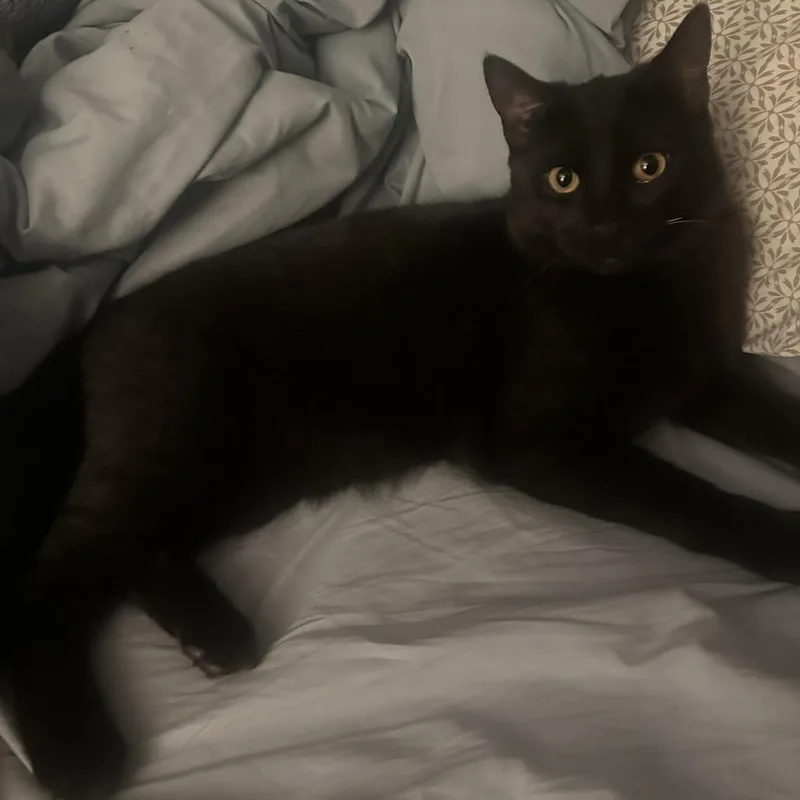 A young small-sized male Black Domestic Short Hair cat named Nimi for adoption in Concord, NH