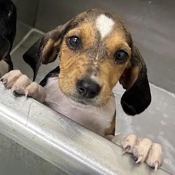 A baby small-sized female Brown / Chocolate Beagle dog named Phoebe for adoption in Lyndhurst, VA