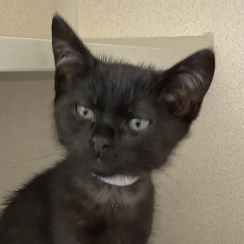 A baby small-sized male Black Domestic Short Hair cat named Pippin for adoption in Redwood City, CA