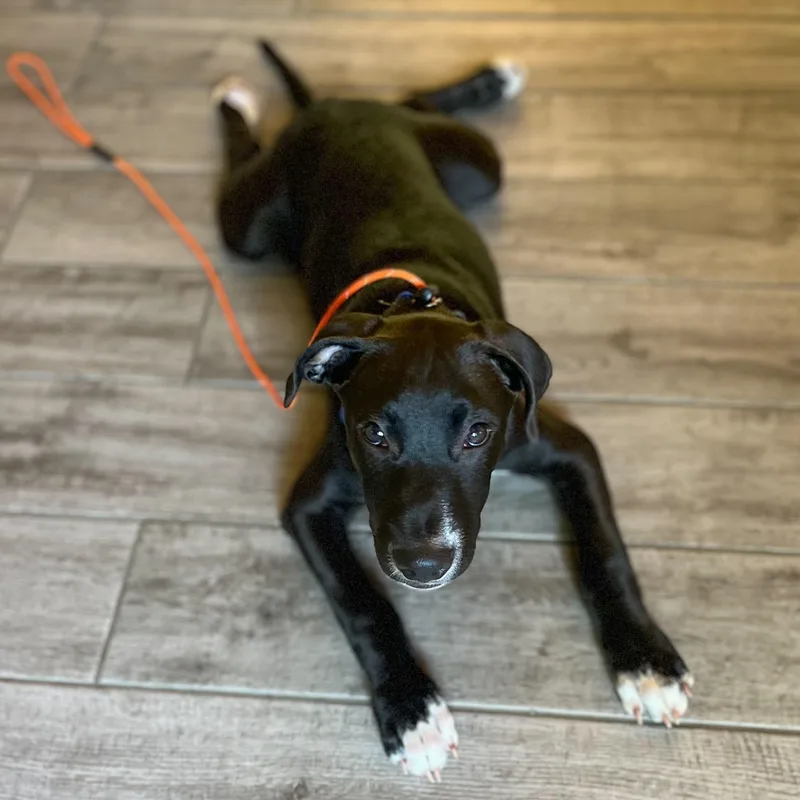 A baby medium-sized male Labrador Retriever dog named Midnight for adoption in Midland, MI