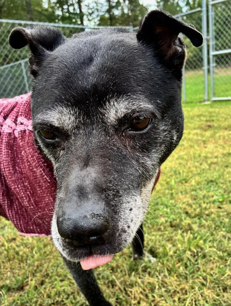 A senior medium-sized female Pit Bull Terrier dog named Nala for adoption in Emporia, VA